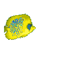 Pez-tropical-16.gif