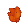 Peces-03.gif