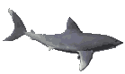 Peces-114.gif