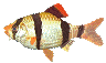 Peces-39.gif