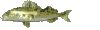 Peces-45.gif