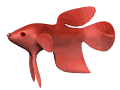 Peces-47.gif