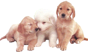 Perros-102.gif
