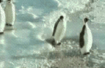 Pinguinos-01.gif