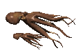 Pulpo-13.gif