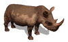Rinoceronte-05.gif