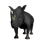 Rinoceronte-12.gif