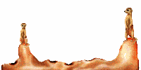 Suricata-01.gif