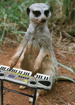 Suricata-02.gif