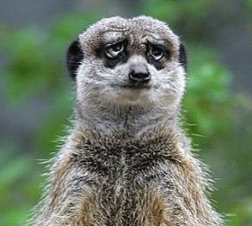 Suricata-03.gif