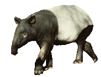 Tapir-04.gif