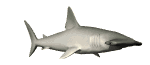 Tiburon-martillo-01.gif