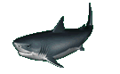 Tiburon-03.gif