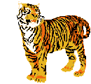 Tigre-10.gif