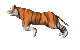 Tigre-12.gif