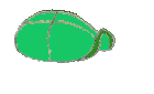 Tortugas-13.gif