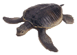 Tortugas-14.gif