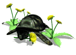 Tortugas-17.gif