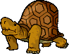 Tortugas-59.gif
