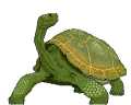 Tortugas-65.gif