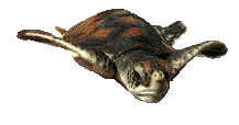 Tortugas-67.gif