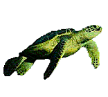 Tortugas-72.gif