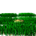 Jardin-15.gif