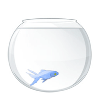 Peceras-01.gif