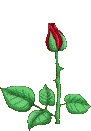 Sant-Jordi-06.gif