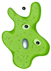 Ameba-02.gif