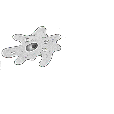 Ameba-03.gif