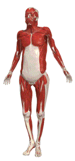 Anatomia-02.gif