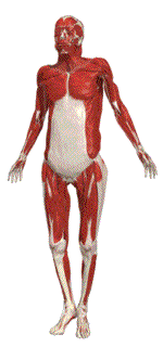 Anatomia-02.gif
