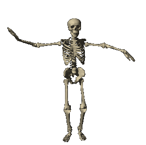 Anatomia-04.gif
