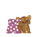 Zoologico-11.gif