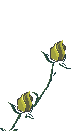 Naturaleza-161.gif