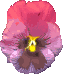 Naturaleza-166.gif