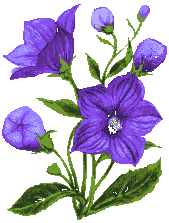 Naturaleza-168.gif