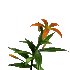 Naturaleza-171.gif