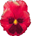 Naturaleza-183.gif