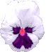 Naturaleza-186.gif