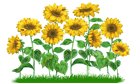 Naturaleza-Girasol-13.gif