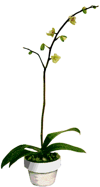 Naturaleza-514.gif