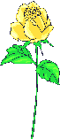 Rosas-amarillas-04.gif
