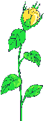 Rosas-amarillas-05.gif