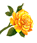 Rosas-amarillas-16.gif