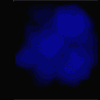 Avatares-de-calaveras-y-esqueletos-11.gif