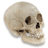 Avatares-de-calaveras-y-esqueletos-23.gif