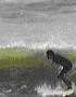 Surf-29.gif